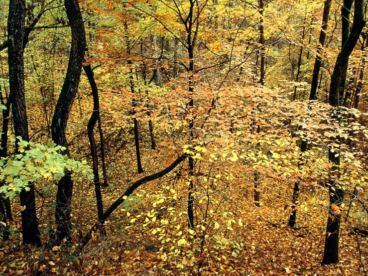 JESIEŃ - Autumn Forest Percy Warner Park Nashville - Tennessee.jpg