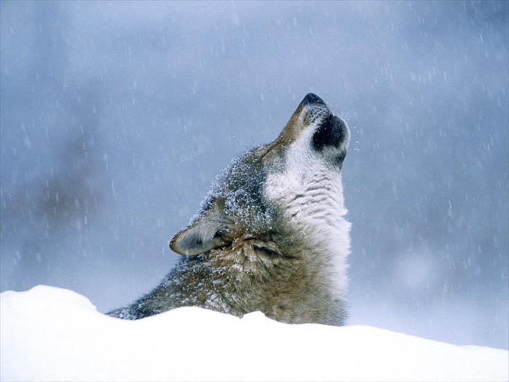 wilki - Winter Howl.jpg