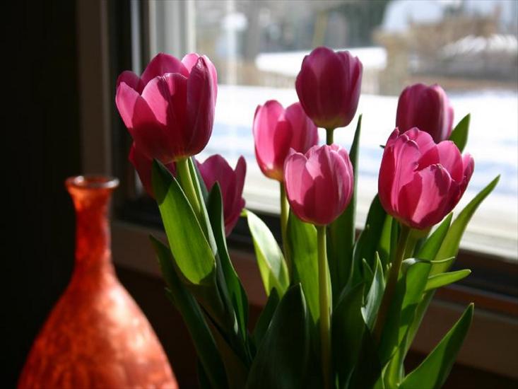 Tulipany - tulipany 136.jpg