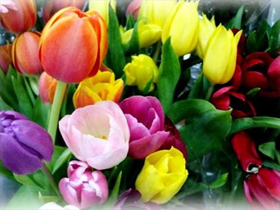 -tulipan-symbol miłości- - tulipan-01.jpg