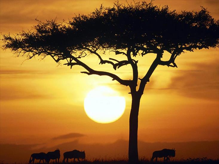 Galeria - Blue_Wildebeests_at_Sunrise,_Masai_Mara,_Kenya.jpg