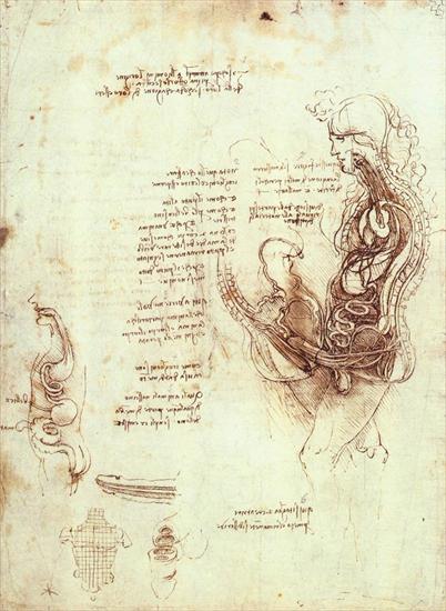 Studies  drawings - Studies of the sexual act and male sexual organ. 1492Royal Library, Windsor.bmp