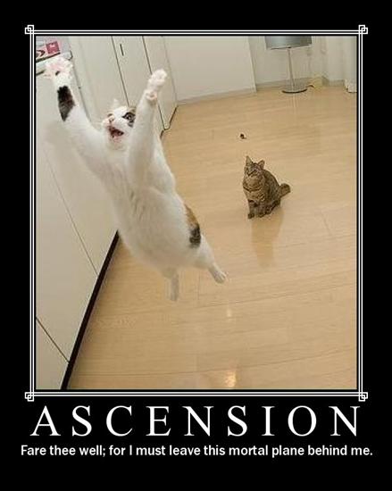 Kittens of Darkness - ascension.jpg