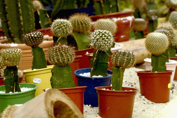 kaktusy - orquidea29.jpg