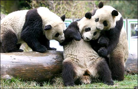 Pandas - 3.jpg