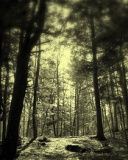 Tapety 128x160 - Dark_Forest.jpg
