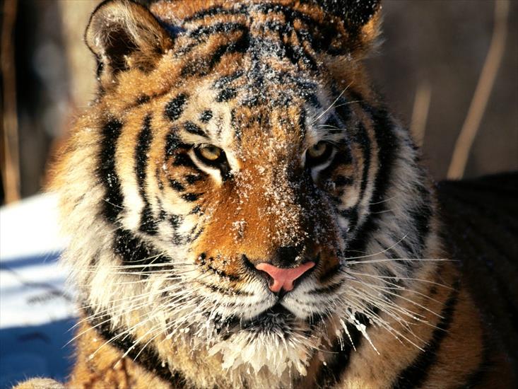  Animals part 2 z 3 - In Siberia, Tiger.jpg