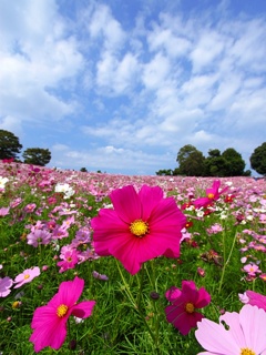 Kwiaty - Meadow.jpg