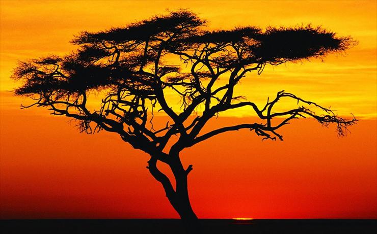 Tapety-Krajobrazy - acacia_tree_at_sunset_africa.jpg