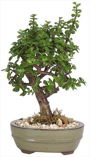 DRZEWKA BONZAI - bonsai_tree_jadew.jpg
