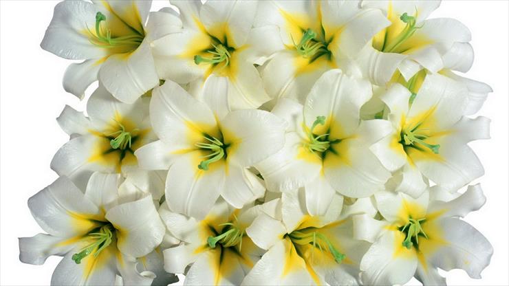Kwiaty - White Flowers Vol.2-2.jpg