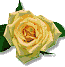 róże - rose161.gif