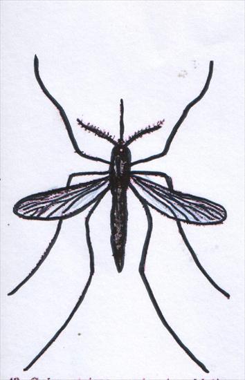 owady - komar.jpg