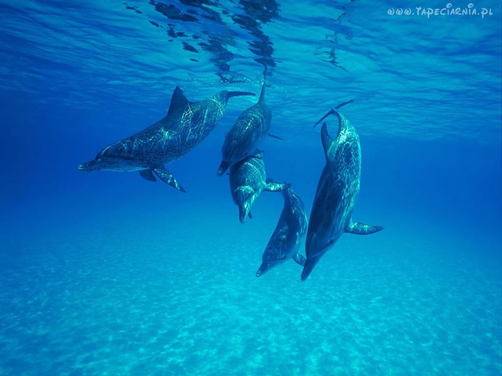 różne - delfin 16.jpg