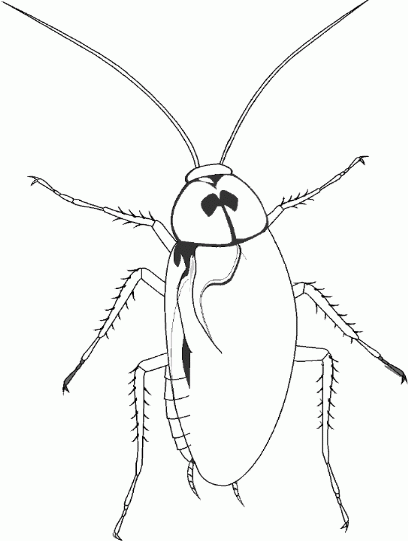 owady - karaluch.gif