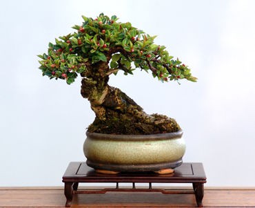 Drzewka Bonsai - mediumjvj9ho47a261cc6d3bd.jpg
