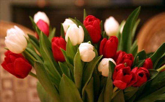-tulipan-symbol miłości- - uoi.jpg