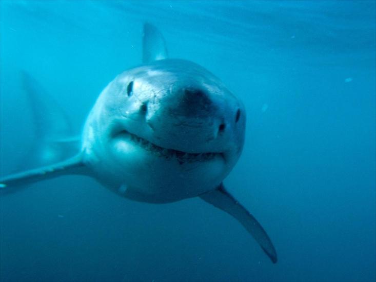 wallpapers - Predator, Great White Shark.jpg