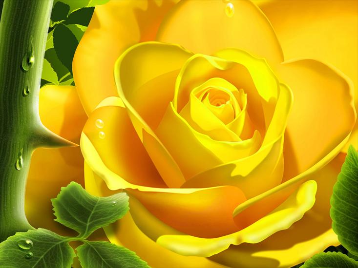 kwiaty - Yellow_Rose.jpg