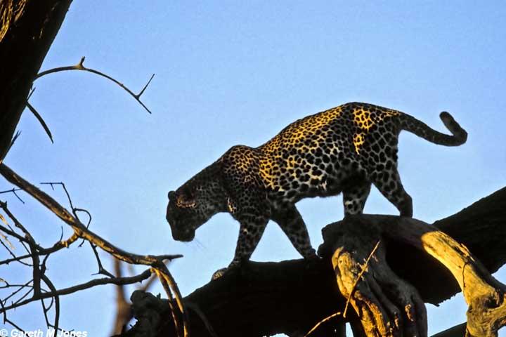 panthera pardus pardus 2 - 208.leopard.jpg