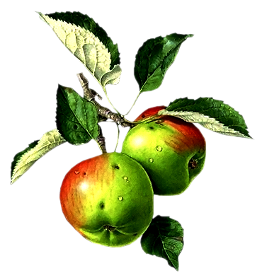 Owoce - Jabłka.png