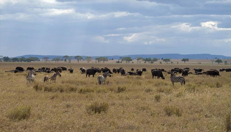 Park Narodowy Serengeti - zebras-and-buffalos.jpg
