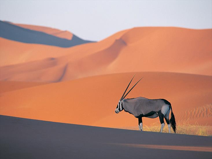 obrazy publiczne - Oryx Antelope.jpg