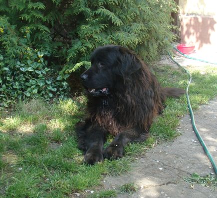 Mój pies Baloo - baloo 12.jpg