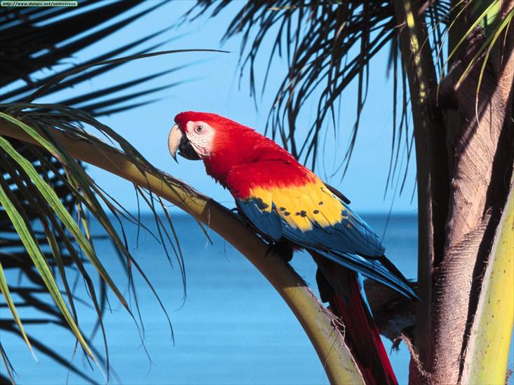  Papugi - Scarlet Macaw.jpg