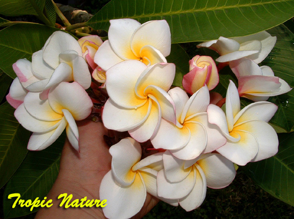hawajskie - Gardenia tropik.jpg