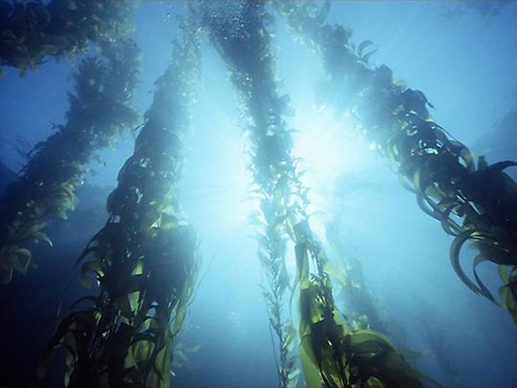 podwodny świat - underwater 081.bmp