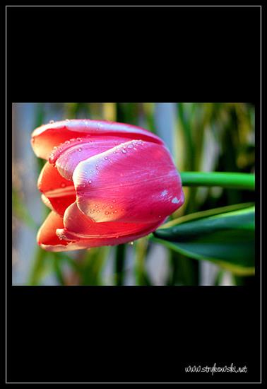 Kwiaty - tulipan4_15.jpg