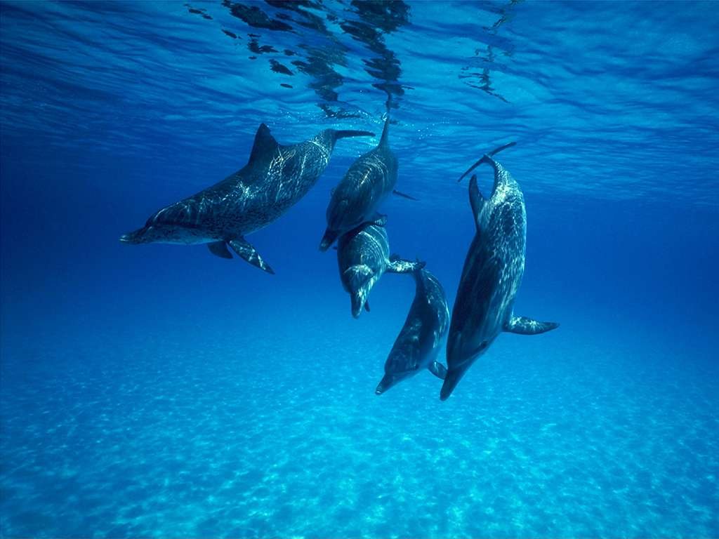 Piekno swiata wodnego i podwodnego - dauphins_0071.jpg