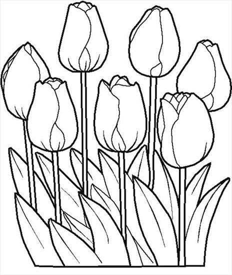 tulipany - tulipany 01.JPG
