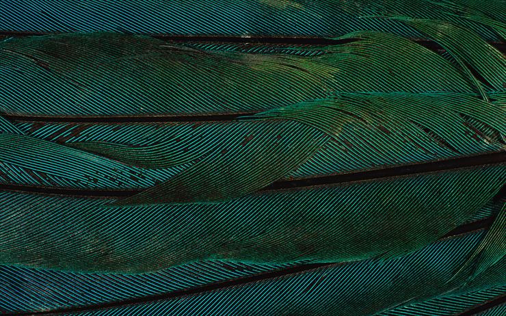 Feathers  Wings - Feathers__Wings_walls_030_1920x1200.jpg