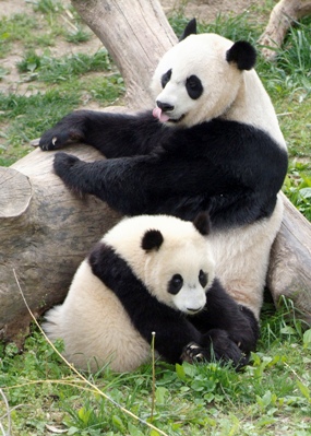Pandas - 34.jpg
