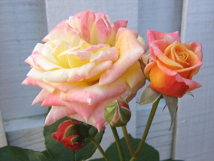 Róże 1 - Roses_43.jpg