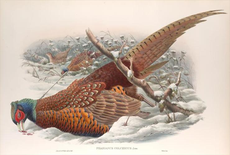 Dziedzina - Ptaki - 15 Phasianus colchicus.jpeg