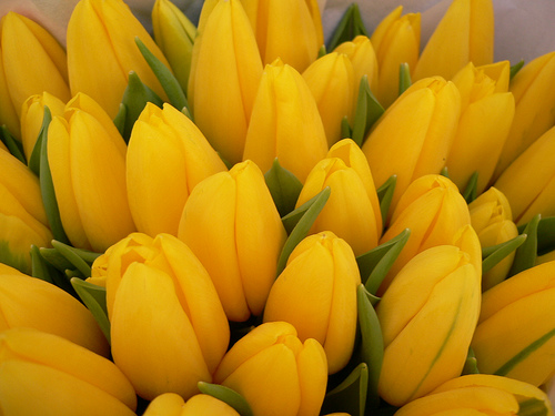 A - TULIPANY - tulipan-tulipany.jpg
