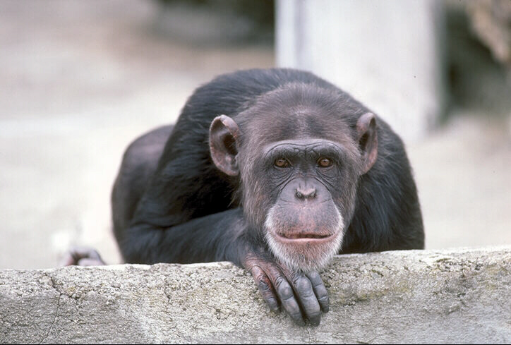 Zwierzaczki-2 - Szympans.jpg