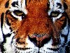 tygrysy i inne dzikie koty - 1103.jpg
