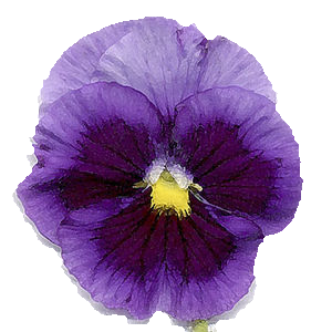 kolekcja71 - violet bloem 2.png