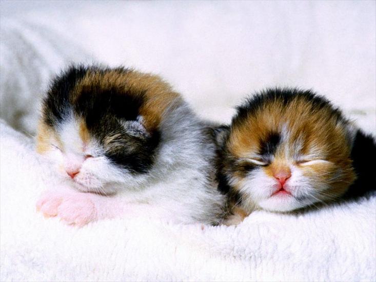 kociaki - Scottish Fold Kittens.jpg