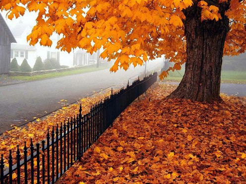 natury kolory - autumn_16.jpg