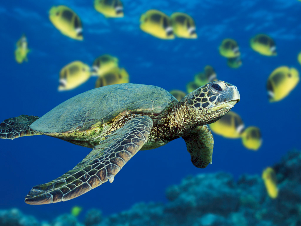 Zwierzęta - Green Sea Turtle.jpg