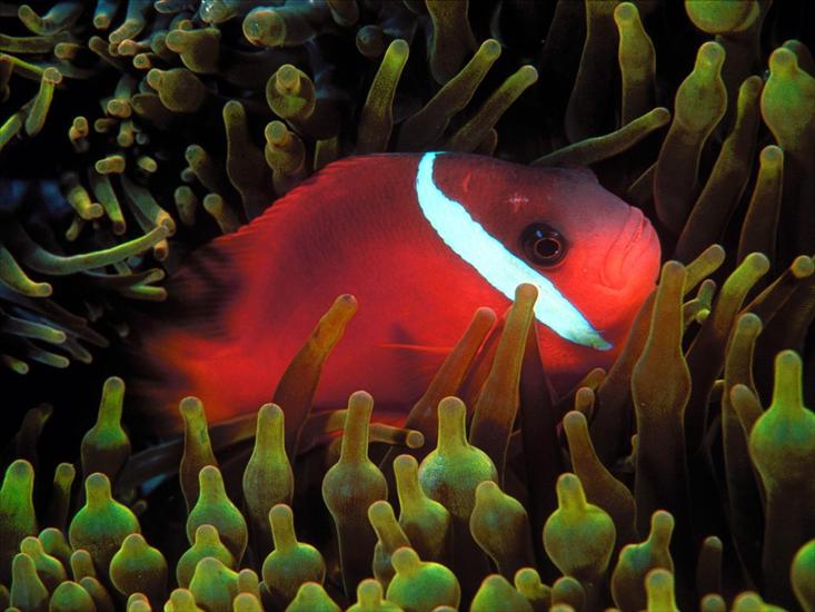rybki akwariowe - Red and Black Anemonefish2.jpg