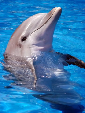 kochane delfiny - Dolphin_by_africabound1.jpg
