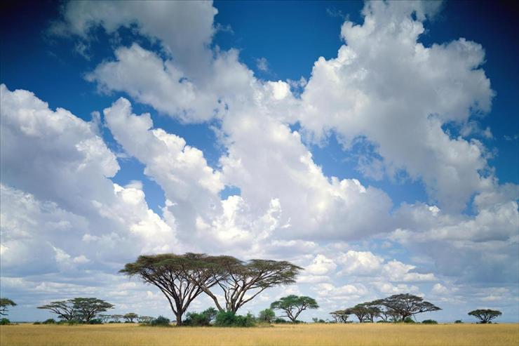 AFRYKA - Masai Mara Game Reserve, Kenya.jpg