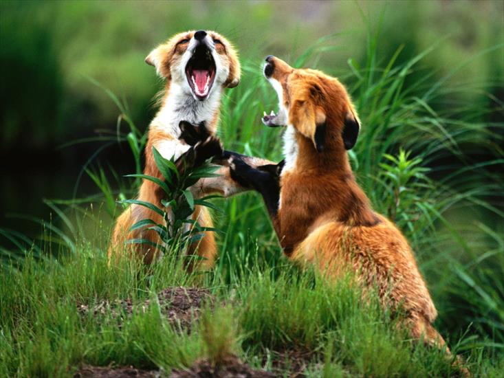 Tapety zwierzęta świat - Two Stepping, Red Foxes.jpg