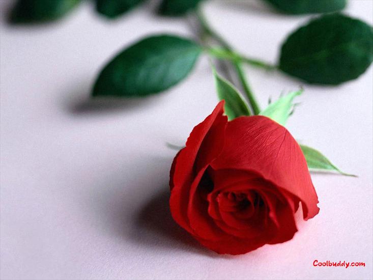róże - love_flower-1024-24.jpg